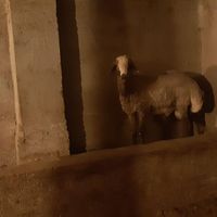 قوچ گله    ویک گوسفند با بره|حیوانات مزرعه|اهر, |دیوار