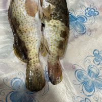 ماهی هامور|خوردنی و آشامیدنی|درگهان, |دیوار