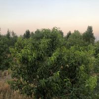 باغچه ۷۷۰ متری در فیروزبهرام، گلدسته|فروش زمین و کلنگی|تهران, یافت‌آباد|دیوار