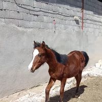 اسب|اسب و تجهیزات اسب سواری|شهرکرد, |دیوار