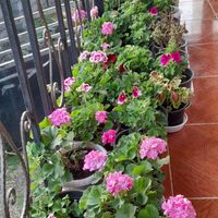 گل وگیاه زیبا|خدمات باغبانی و درختکاری|سیاهکل, |دیوار