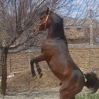 یک راس نریون سه سال فروشی نریون|اسب و تجهیزات اسب سواری|اصفهان, شهرستان|دیوار