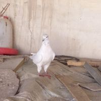 کفتر کاشانی دم سیاه|پرنده|نجف‌آباد, |دیوار