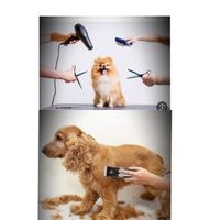 اصلاح وآرایش آرایشگر حیوانات سگ وگربه درمنزل شما|خدمات پیشه و مهارت|تهران, افسریه|دیوار