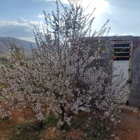 باغ بادام (سمیرم)|فروش زمین و کلنگی|اصفهان, سیچان|دیوار