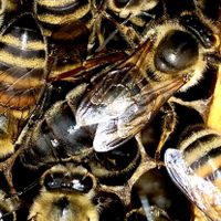 زنبور عسل|حیوانات مزرعه|عباس‌آباد, |دیوار