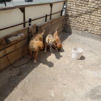 سگ نگهبان|سگ|نجف‌آباد, |دیوار