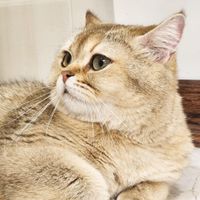 گربه بریتیش|گربه|تهران, تجریش|دیوار