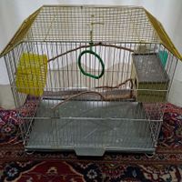 فنچ و قفس ۳۰۰هزار|پرنده|تهران, دانشگاه علم و صنعت|دیوار