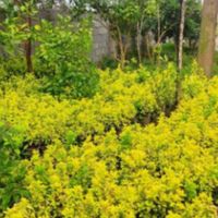 شمشاد  طلایی سبز نعنای|گل و گیاه طبیعی|کرج, شهریار|دیوار