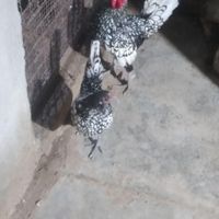 مرغ و خروس سبرایت|حیوانات مزرعه|قشم, |دیوار