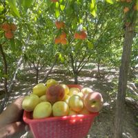 باغ بادرختان میوه واتاق|فروش زمین و کلنگی|تهران, کاروان|دیوار