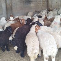 بره صادراتی برای فروش|حیوانات مزرعه|سوسنگرد, |دیوار