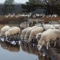 گوسفند زنده همراه باقصاب دزاشیب تجریش فرمانیه|حیوانات مزرعه|تهران, دزاشیب|دیوار