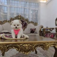 واگذاری سگ پامرانین عروسکی روباهی|سگ|تهران, پونک|دیوار