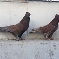 10 جفت کبوتر پرشی دستچین شده|پرنده|لواسان, |دیوار