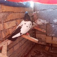 کفتر سینه ای امیدیه|پرنده|اهواز, حصیرآباد|دیوار