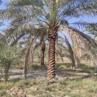 نخل جزیره|خدمات باغبانی و درختکاری|تهران, نیاوران|دیوار