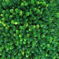 چمن مصنوعی گرین وال. دیوار سبز. فنس چمنی|خدمات باغبانی و درختکاری|اصفهان, خمینی‌شهر|دیوار