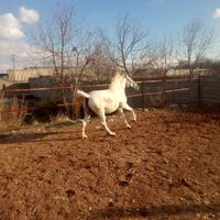 اسب مادیان ونریان|اسب و تجهیزات اسب سواری|کرمانشاه, |دیوار