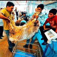 *تخفیبیبف عیدانه30%گوسفند زنده خونی بره بز باقصاب|حیوانات مزرعه|مشهد, الهیه|دیوار