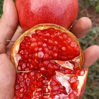 فروش نهال انار شیرین و ملس در نهالستان فروزانی|گل و گیاه طبیعی|ساری, |دیوار