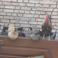 مرغ وخروس سلامت کامل|حیوانات مزرعه|اهواز, شهرک حفاری|دیوار