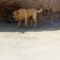 سگ ماده اصیل اصیل عراقی|حیوانات|نقده, |دیوار