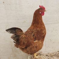 مرغ و خروس محلی و نژاد دار|حیوانات مزرعه|طبس, |دیوار