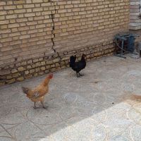 مرغ|حیوانات مزرعه|اصفهان, عاشق‌آباد|دیوار