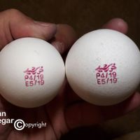 پخش تخم مرغ(بنکداری خورشید)|حیوانات مزرعه|مشهد, فارغ التحصیلان|دیوار