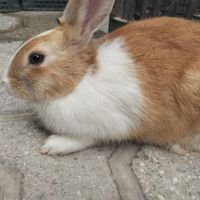 خرگوش|موش و خرگوش|شیروان, |دیوار