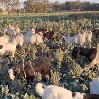 فروش گوسفند،بزو بزغاله|حیوانات مزرعه|تهران, شادآباد|دیوار