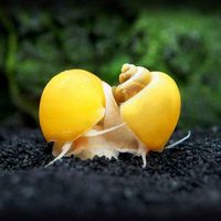 گیاه گندمی وعدسک ،حلزون آکواریوم(تولید خودم هستند)|ماهی|تهران, نواب|دیوار