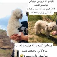 سگ گمشده در زراس خوزستان|حیوانات|ایذه, |دیوار