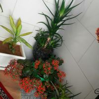 گل و گیاه شاداب و زیبا|گل و گیاه طبیعی|اصفهان, شهرک کاوه|دیوار