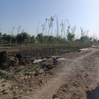 زمین کشاورزی|فروش زمین و کلنگی|تهران, دیلمان|دیوار
