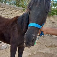 کره مادیون|اسب و تجهیزات اسب سواری|قوچان, |دیوار
