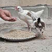 جوجه خروس گلین دوماهه|پرنده|اصفهان, عاشق‌آباد|دیوار
