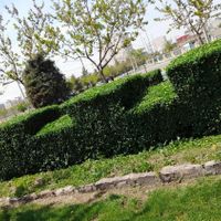 حرص شمشاد پرچین کاچ سرب نقره ای کاشت نهال  ....|خدمات باغبانی و درختکاری|مشهد, الهیه|دیوار