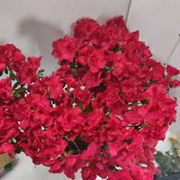 گل آزالیا قرمز و صورتی|گل و گیاه طبیعی|رشت, گلسار|دیوار