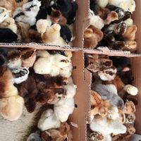 جوجه محلی اردک جوجه رنگی جوجه گوشتی گردن لختی|حیوانات مزرعه|کرمانشاه, |دیوار