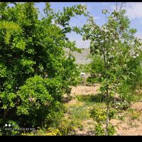 باغ هزار متری ثمری در چهل چشمه|فروش خانه و ویلا|شیراز, مهدیه|دیوار