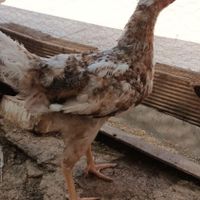 مرغ خروس|حیوانات مزرعه|شوش, |دیوار