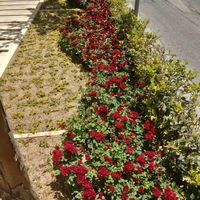 خدمات.باغبانی باغچه کاری گلکاری درختکاری خاک گلدان|خدمات باغبانی و درختکاری|تهران, سهروردی|دیوار