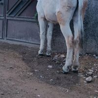 الاغ نر|حیوانات مزرعه|تهران, باغ فیض|دیوار