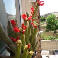 کاکتوس گل طبیعی|گل و گیاه طبیعی|مشهد, هفت تیر|دیوار