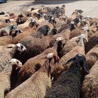 گوسفندزنده گوشتدارقلمآبی دامنه های قوچان جوان بشرط|حیوانات مزرعه|مشهد, کشاورز|دیوار