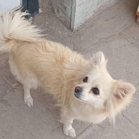 سگ پامرا اشپیز|سگ|رفسنجان, |دیوار