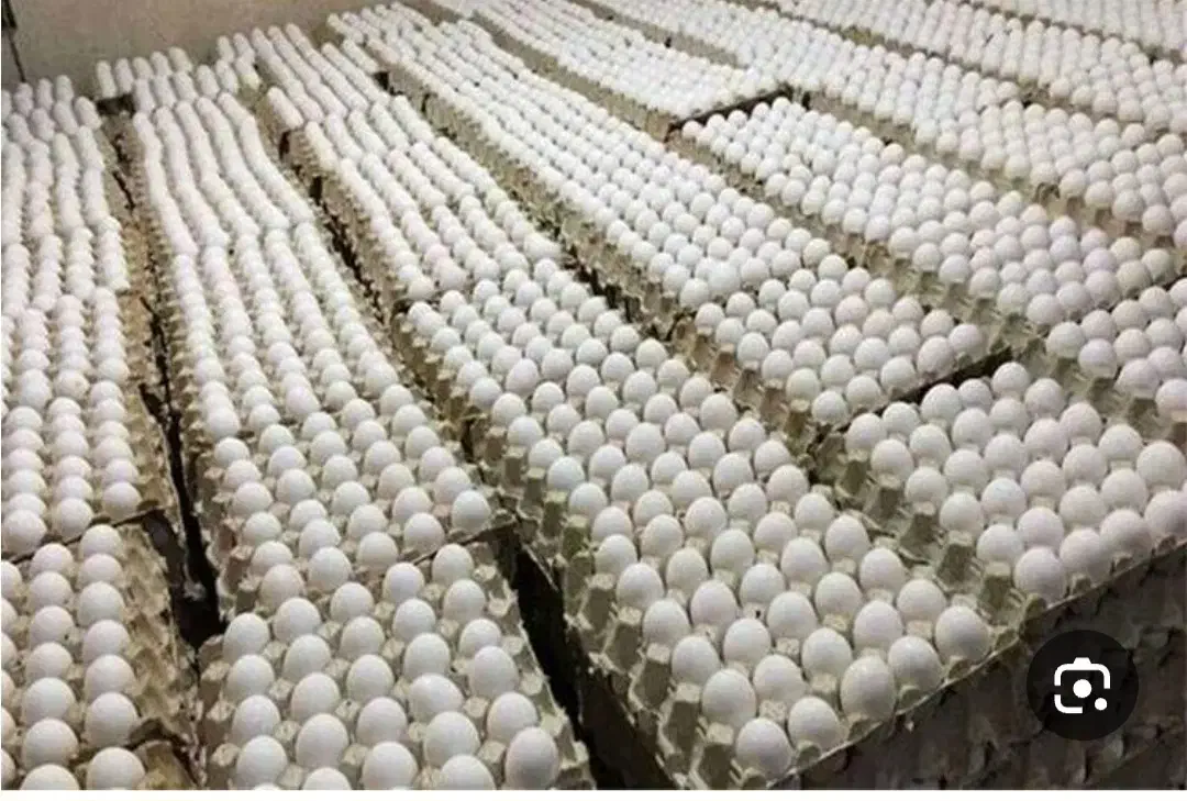 فروش عمده تخم مرغ روز و تازه|خوردنی و آشامیدنی|نیشابور, مدرس|دیوار